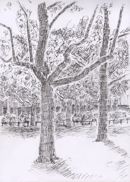 Duo de platanes, place Jean Jaures