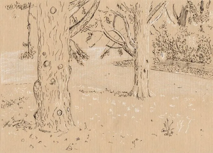 Arbre du parc de la Tête d'Or
